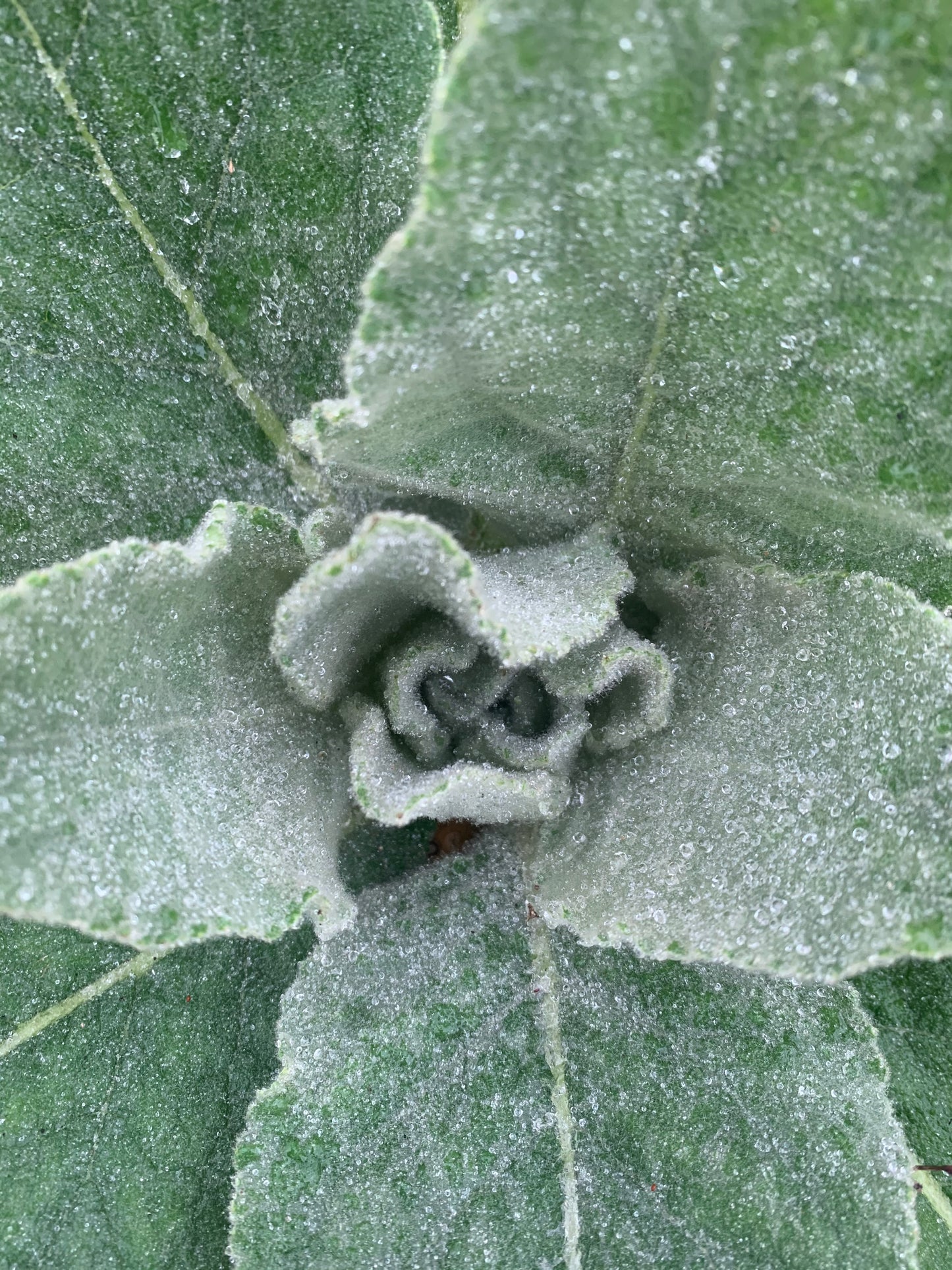 Mullein leaf tea kit