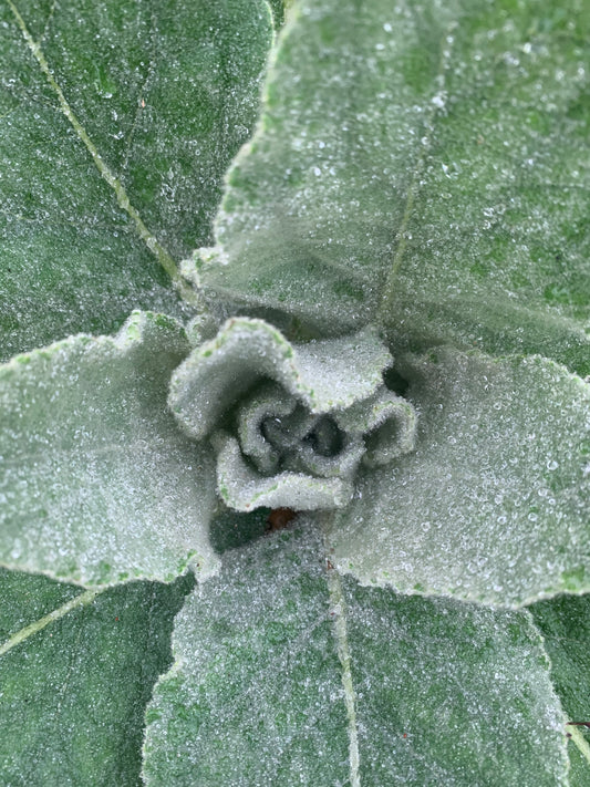 Mullein leaf tea kit