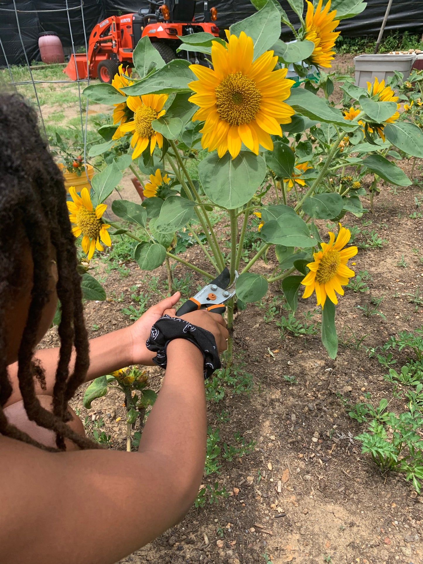 Sunflowers