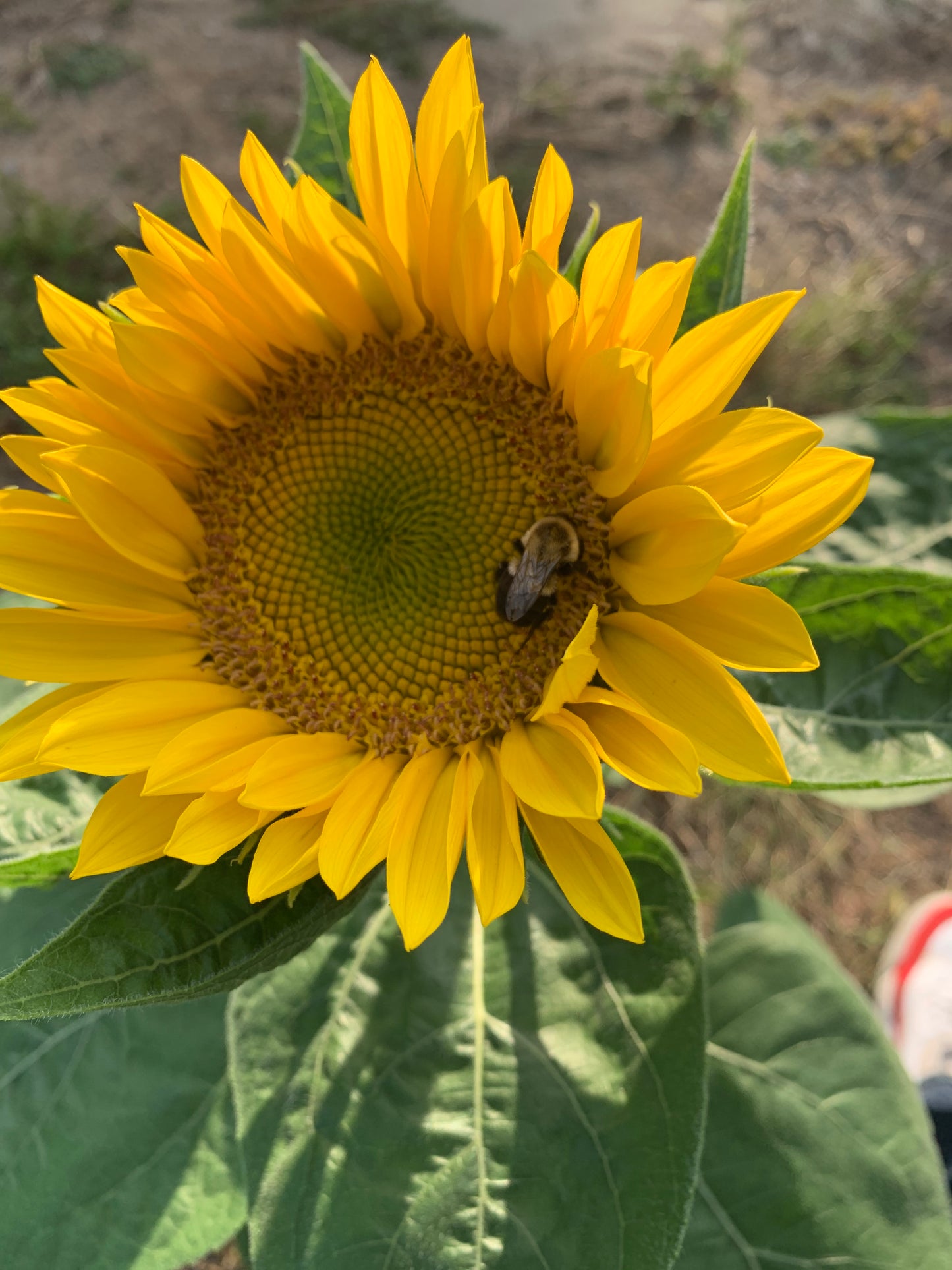 Sunflowers