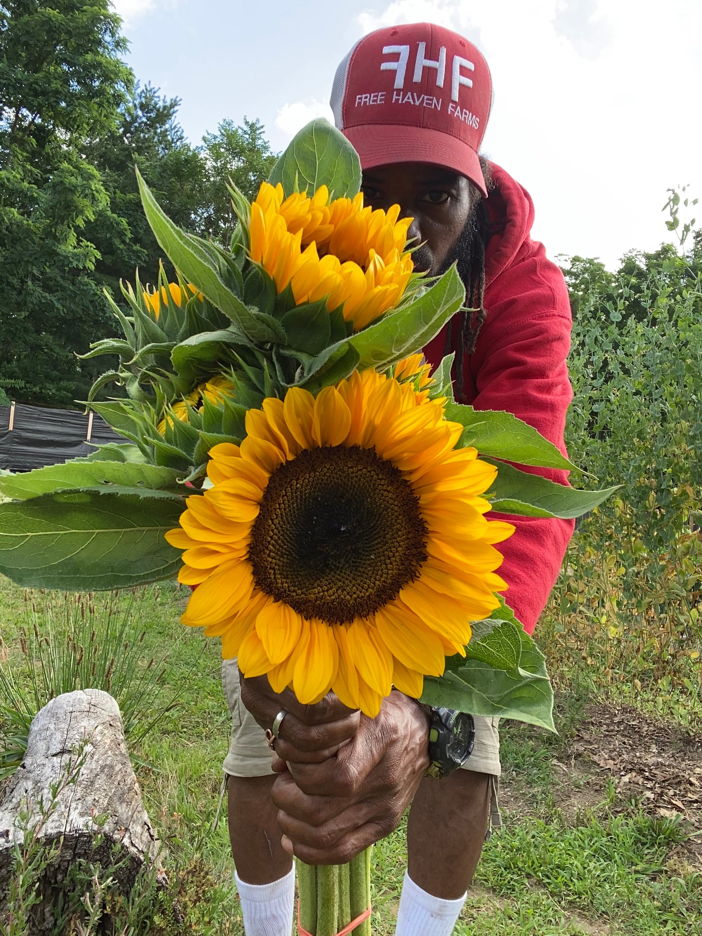 Sunflowers
