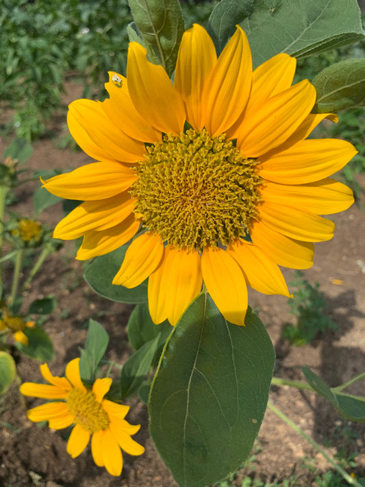 Sunflowers