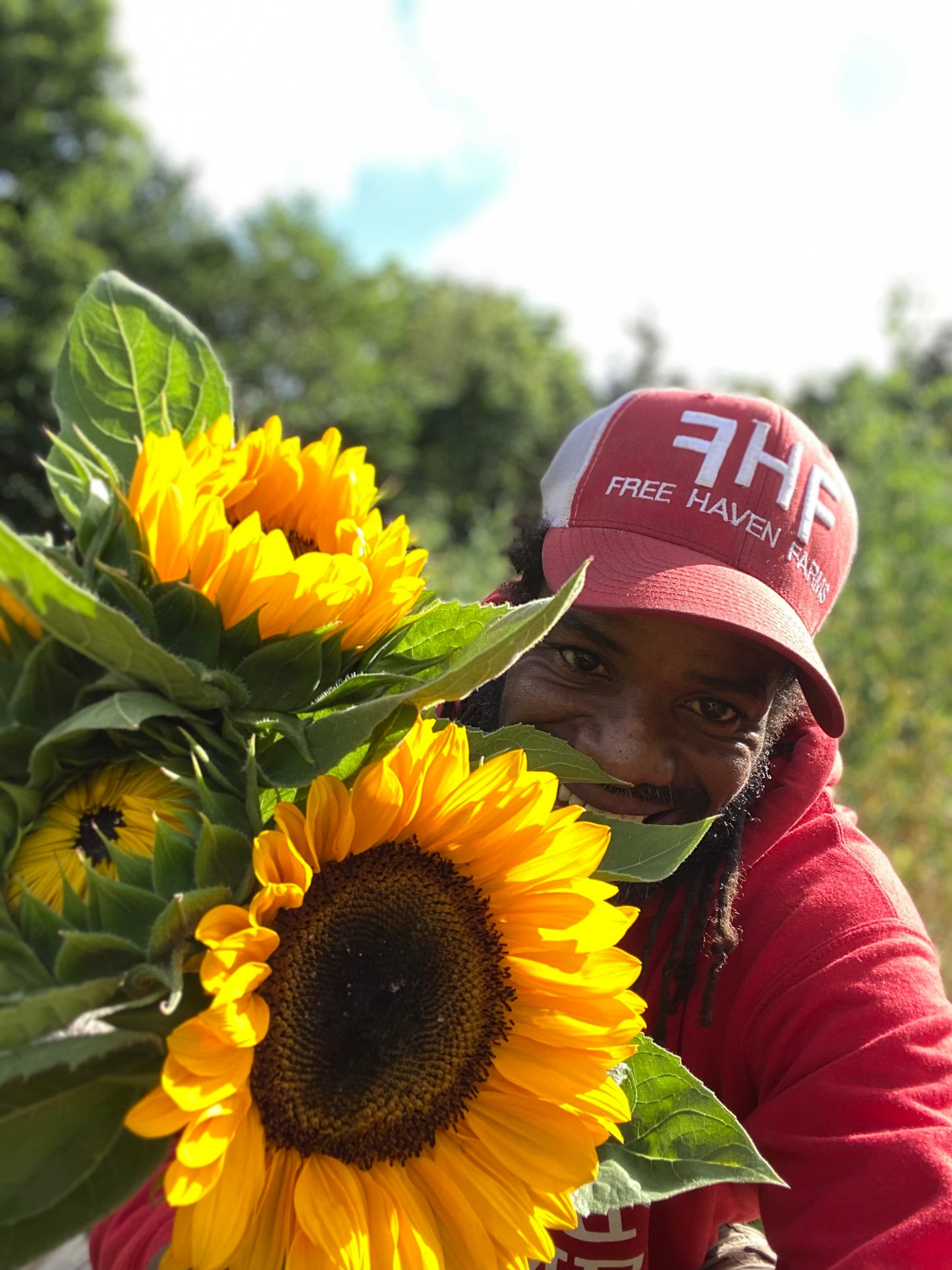 Sunflowers