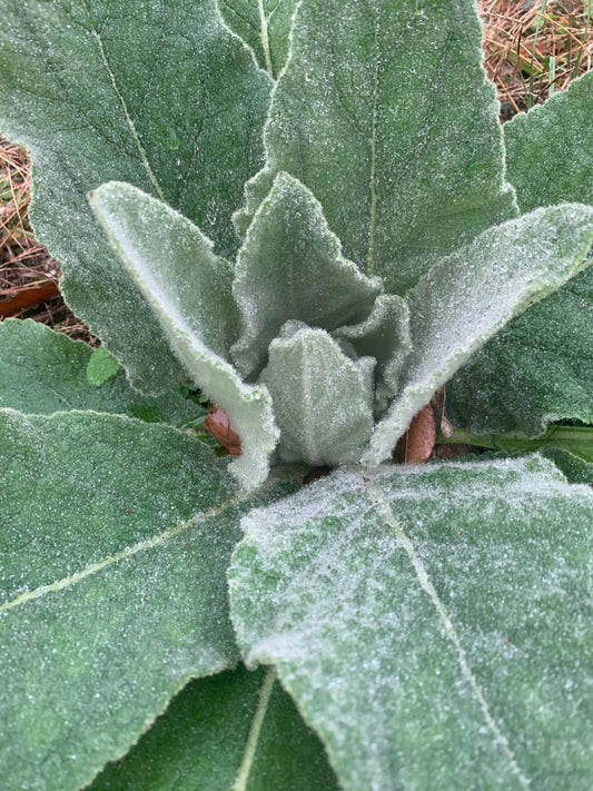 Mullein leaf tea kit