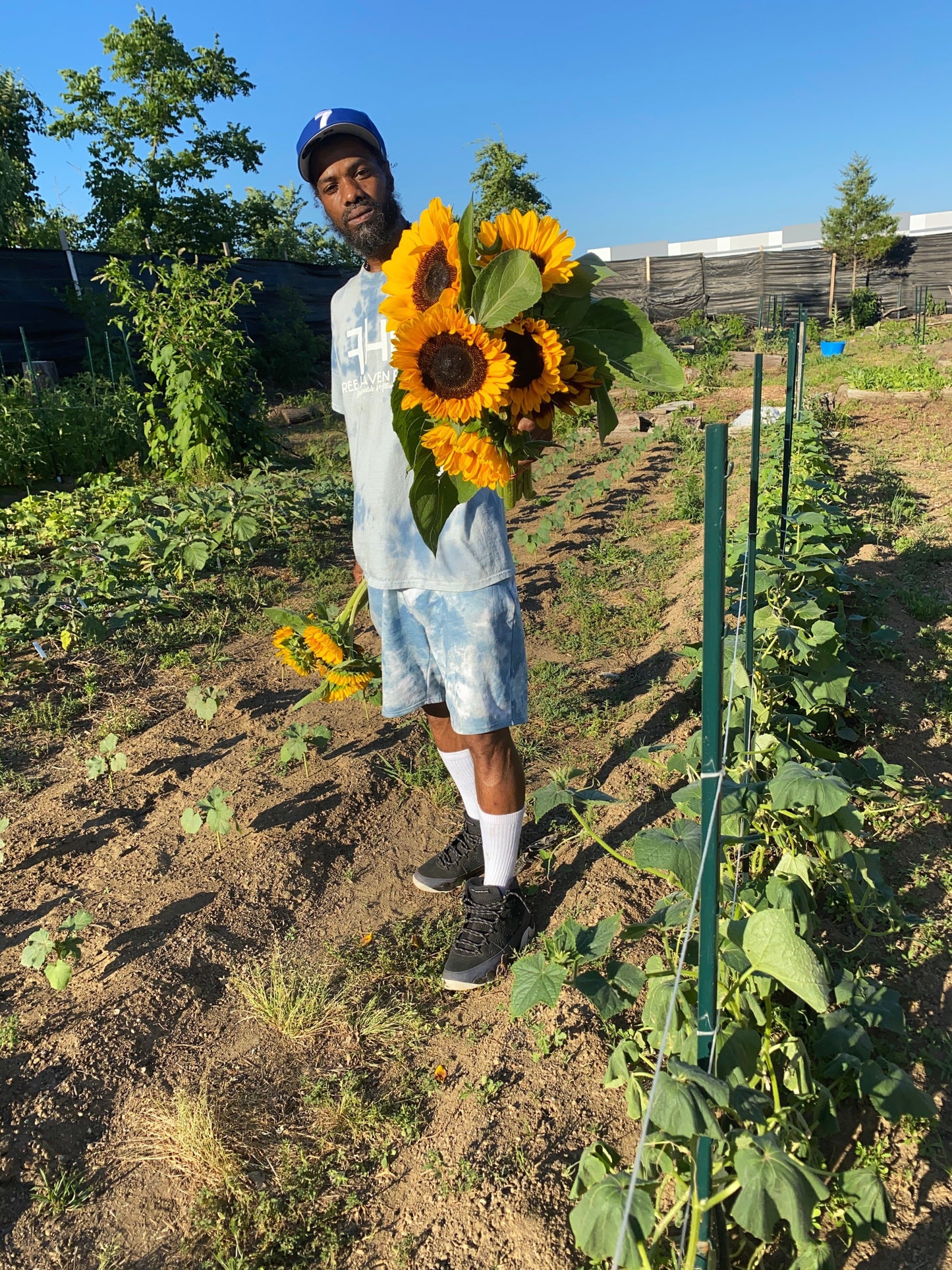 Sunflowers
