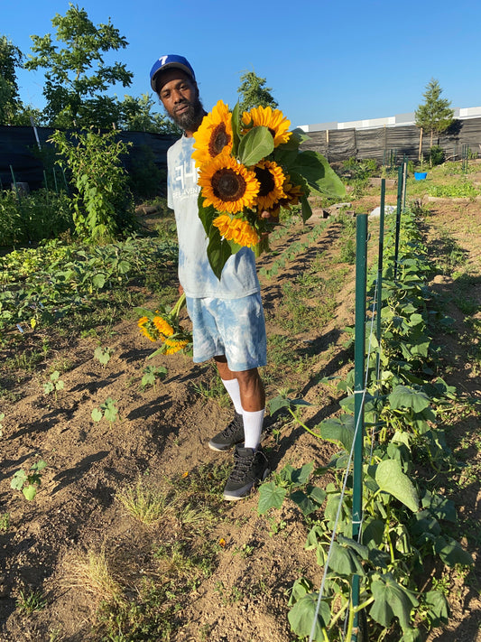 Sunflowers